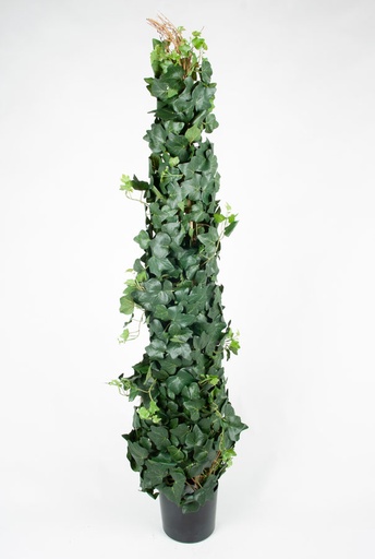 ivy gala climbing 