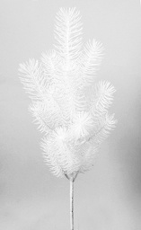 [5074] needle pine white (Alternative 1)