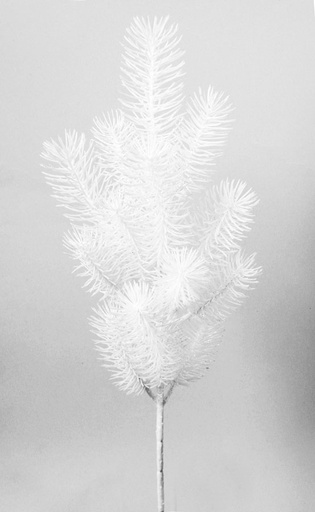 needle pine white