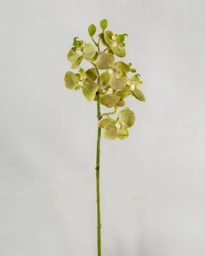 Orchid