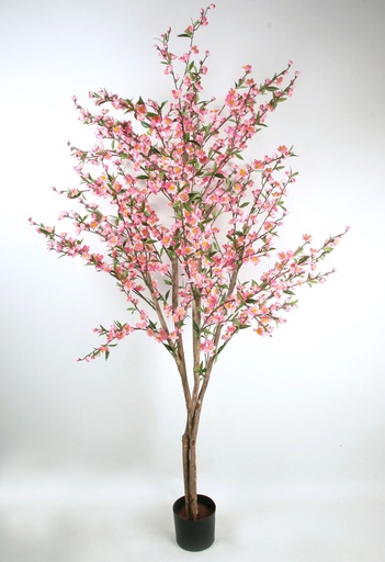[1214-180] cherry blossom 