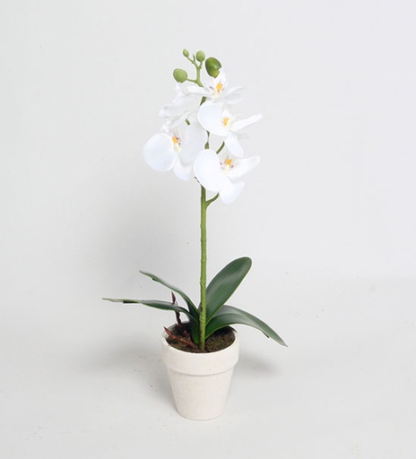 [2300] phalaenopsis cream 