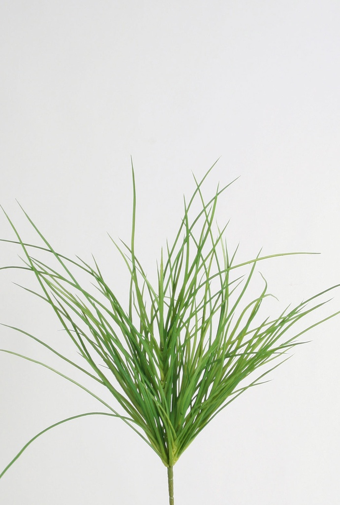carex bush 