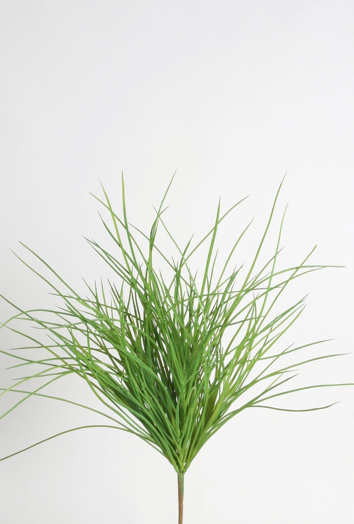 carex bush 