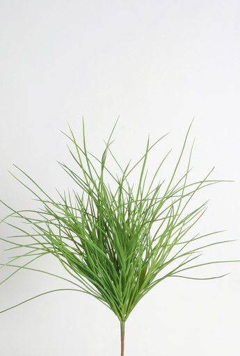[2305] carex bush 