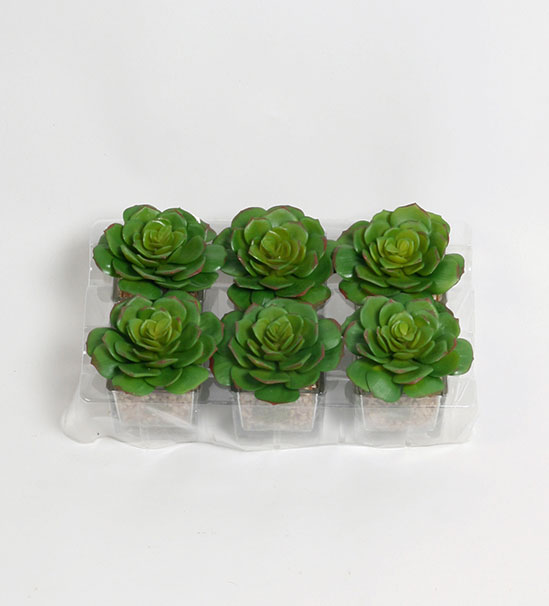 succulent 
