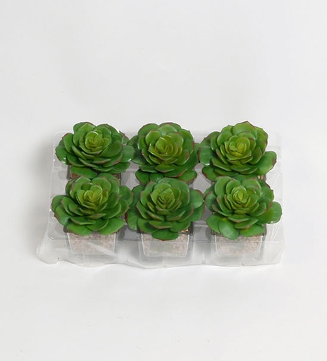 [2307] succulent 