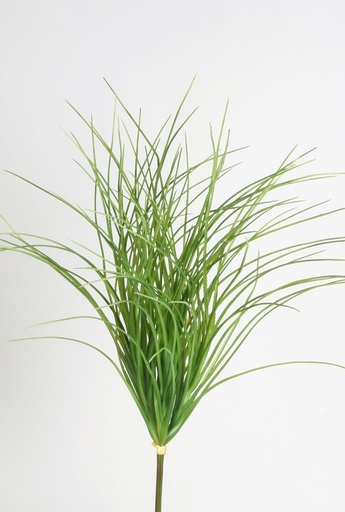 carex bush 