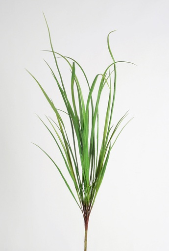 [2309] carex bush 