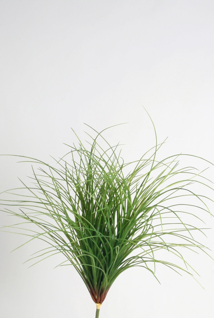carex bush  
