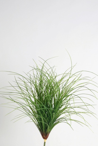 carex bush  
