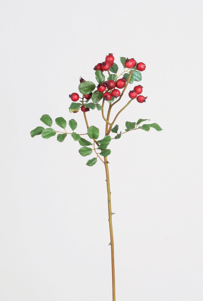 thornlet rose hip 