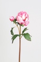 peony bud pink 