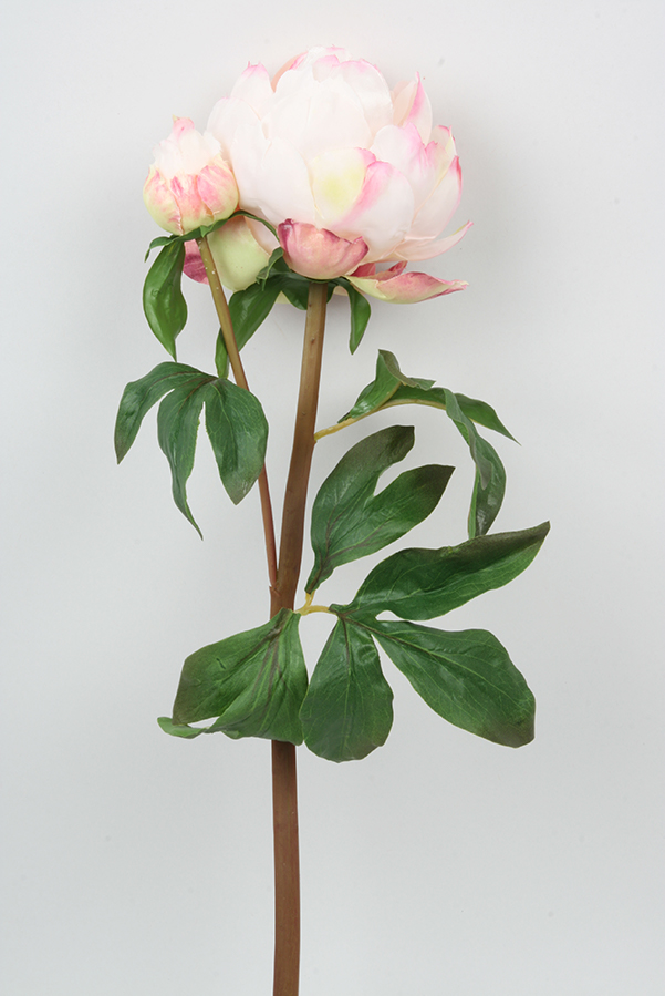 peony bud light pink 