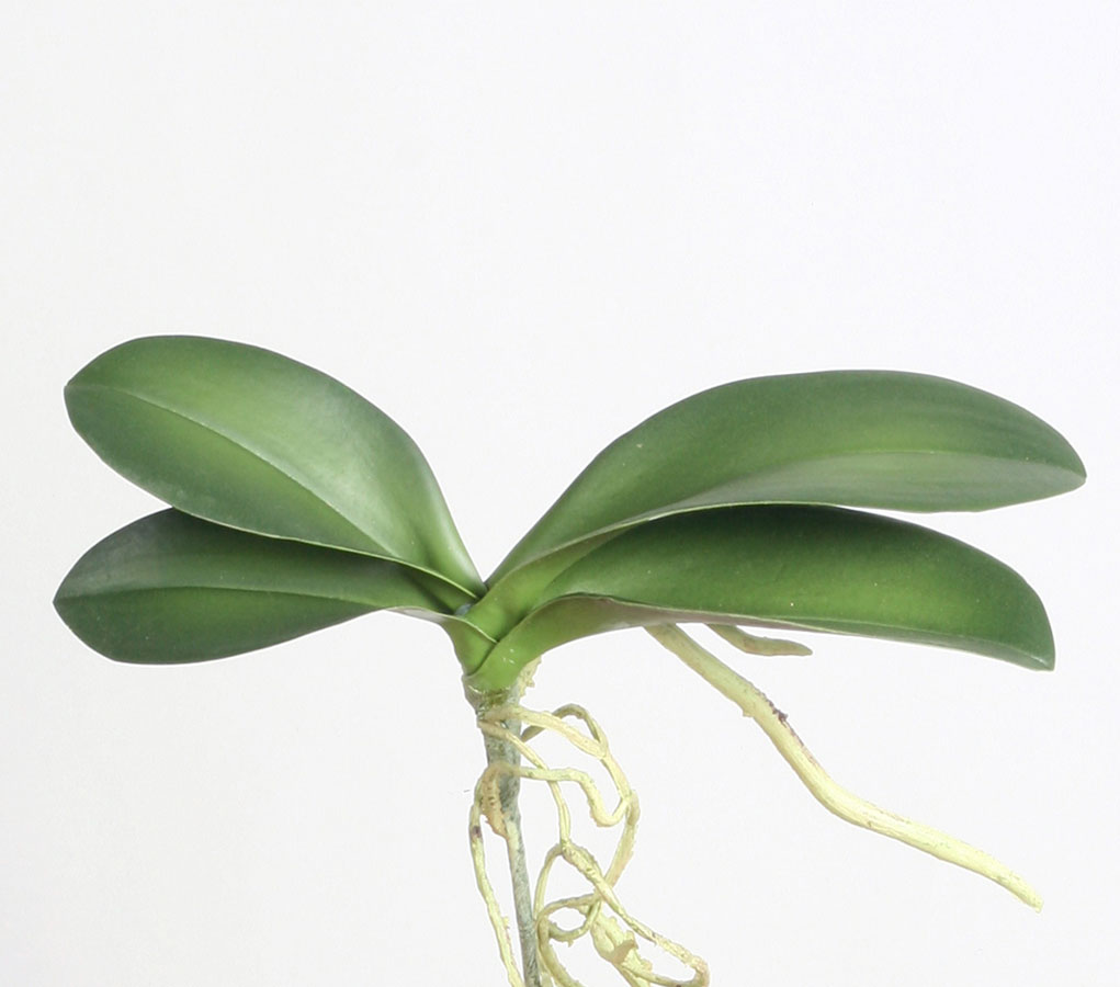 orchid leaf 