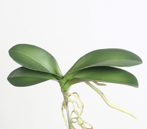 [4439] orchid leaf 