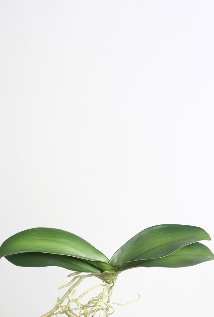 orchid leaf 