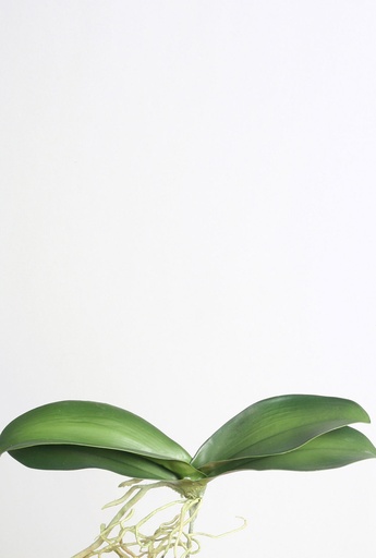 [4440] orchid leaf 