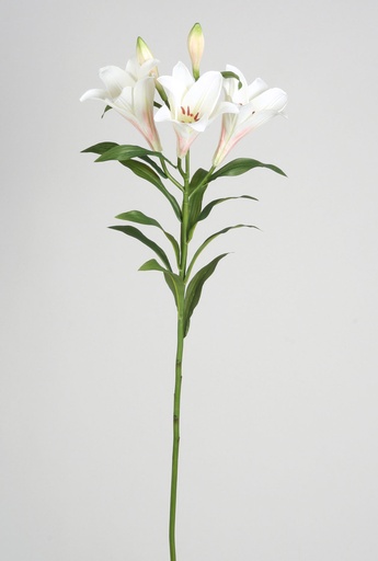 [4454] lily cream 
