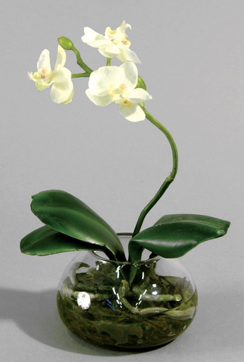 Orchid