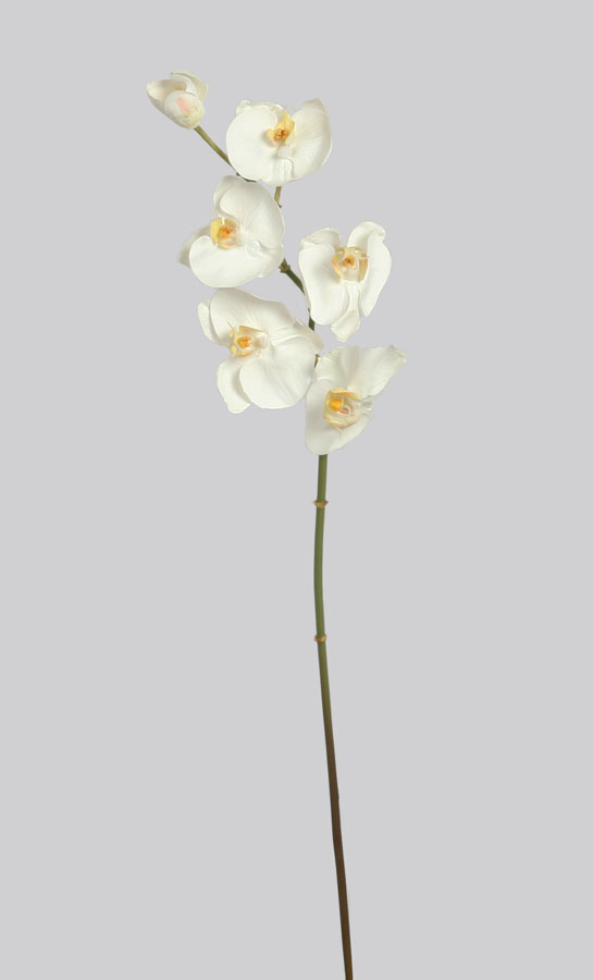 phalaenopsis cream 