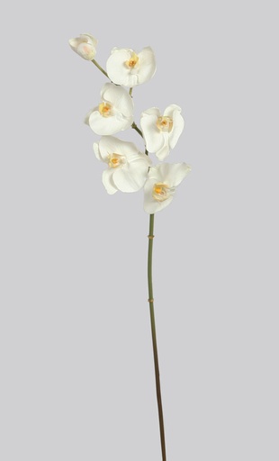 phalaenopsis cream 