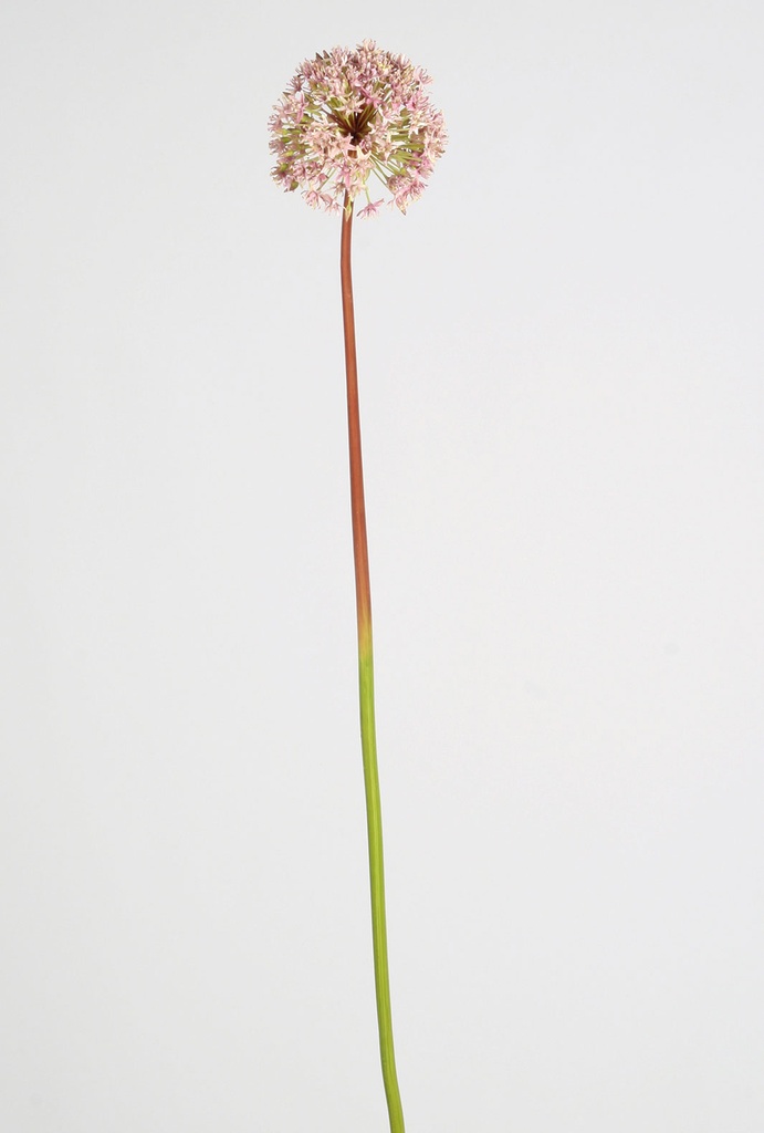 allium lilac 