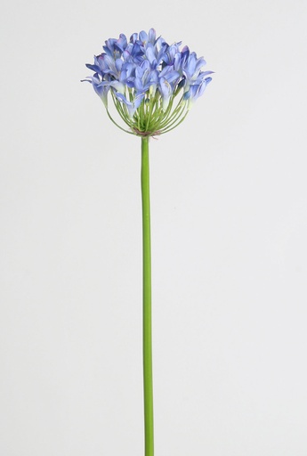 [4458] agapanthus blue 