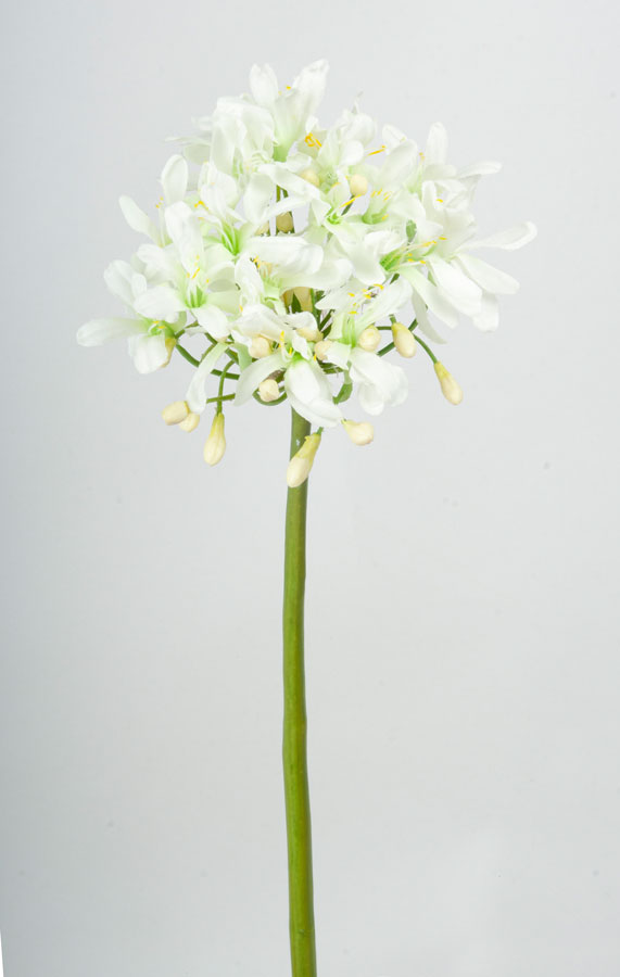 agapanthus cream 