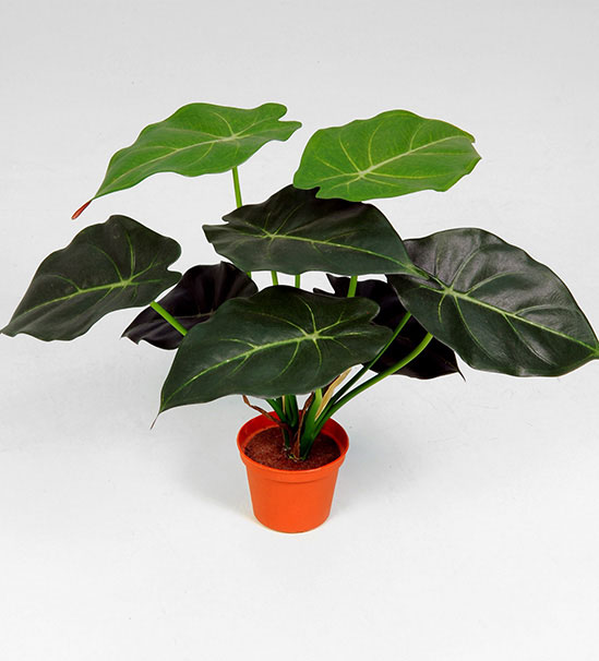 syngonium 