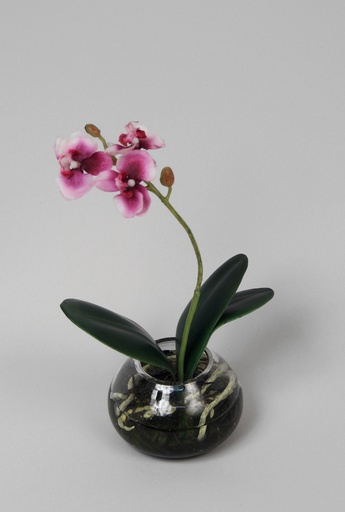 Orchid