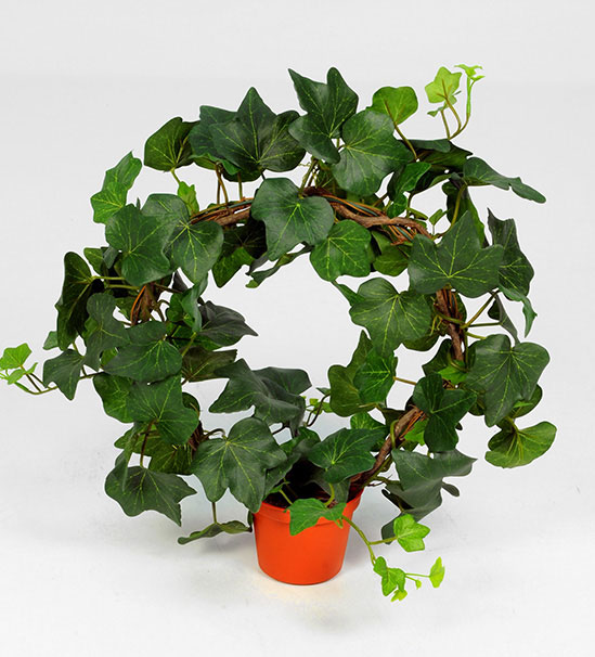 ivy 