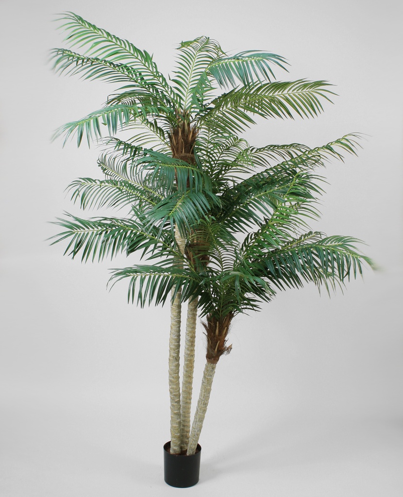 phoenix palm 