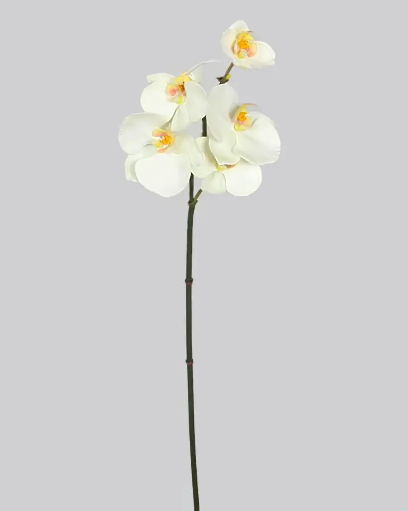 Mini Orchid