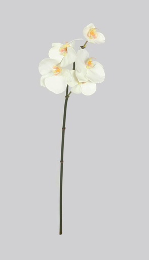 [4469] mini orchid cream 