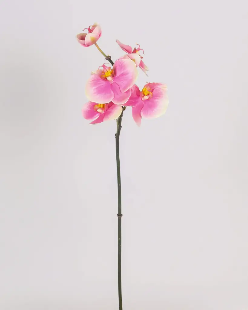 Mini Orchid