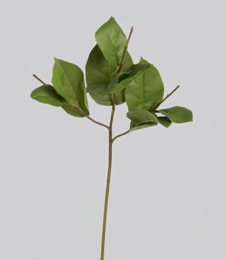 salal 