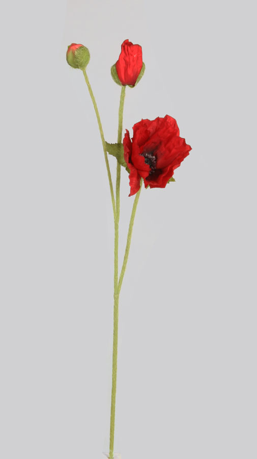 poppy red 