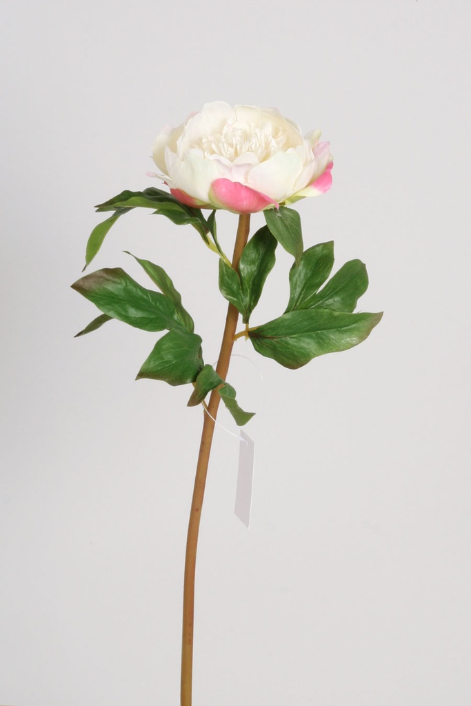 peony cream pink 