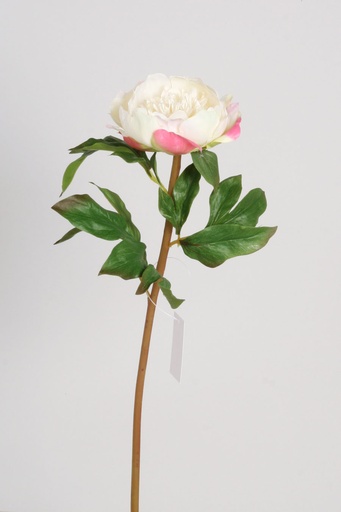 peony cream pink 