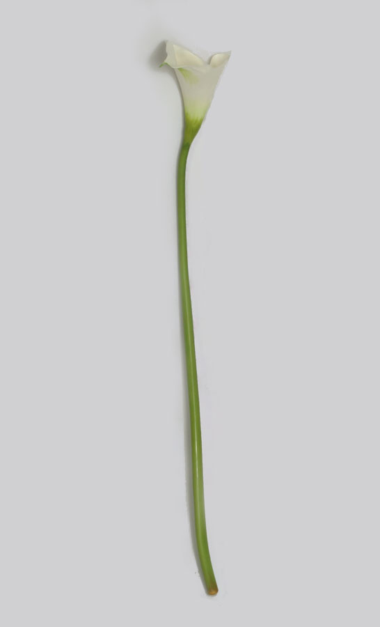 calla lily cream 