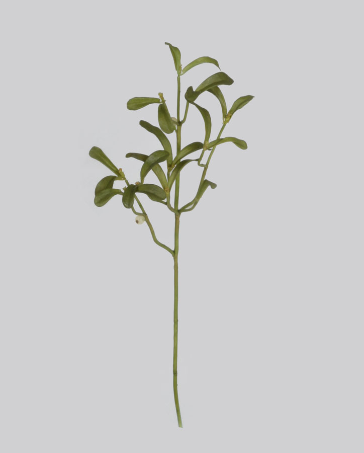 mistletoe 