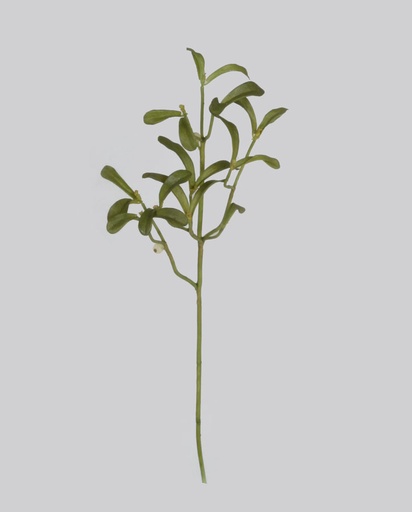 mistletoe 