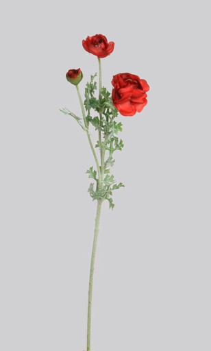 [5539] ranunculus red 