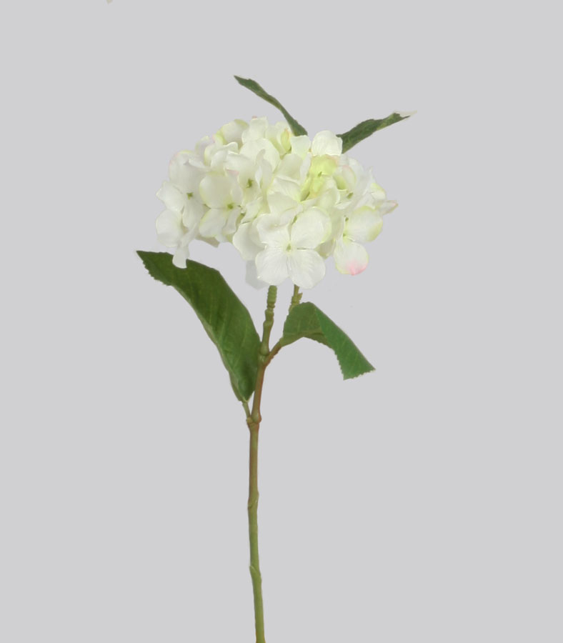 hydrangea white 
