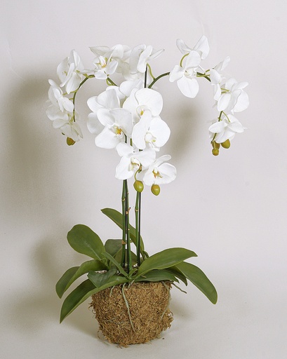 [5543] phalaenopsis 