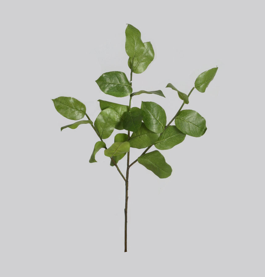 salal 