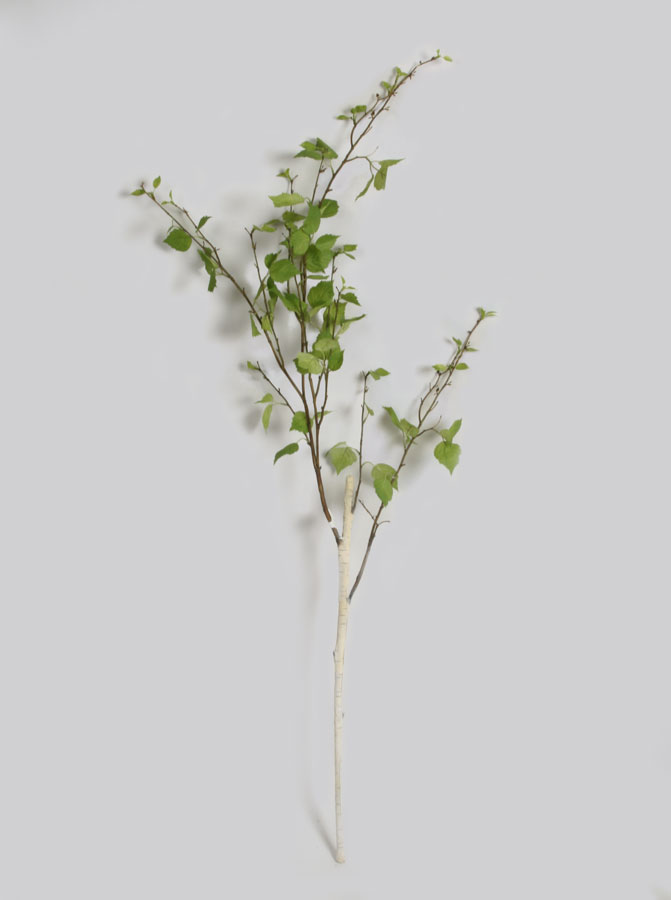 birch spray 