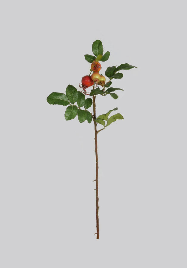 rosehip spray 