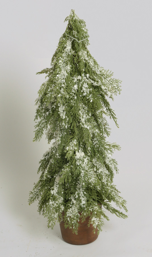 juniper with snow 